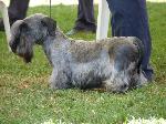 Cães