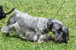 Cães