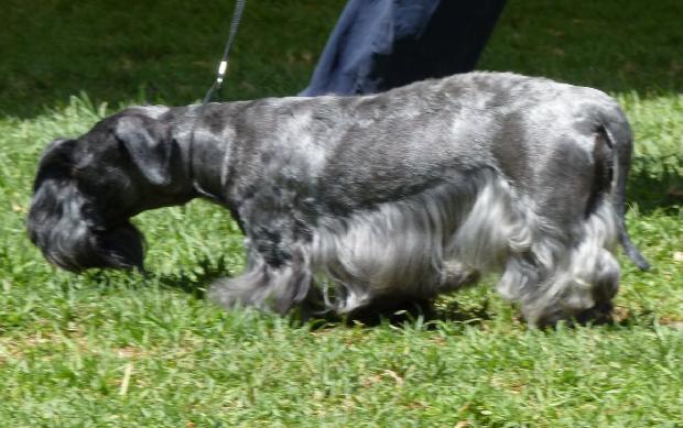 Terrier Checo