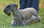 Cães