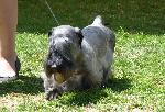 Cães