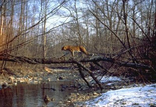 Leopardo-de-Amur