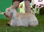 Cães