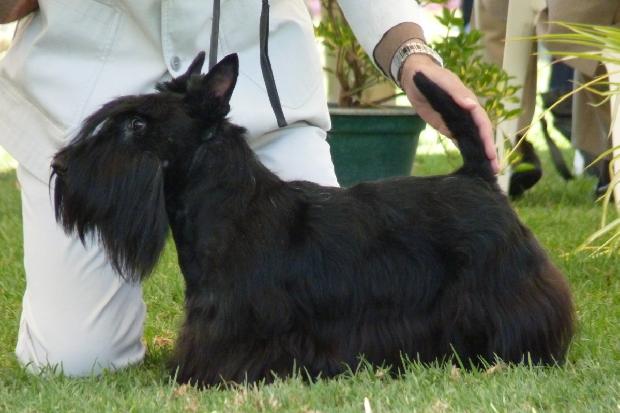 Scottish Terrier