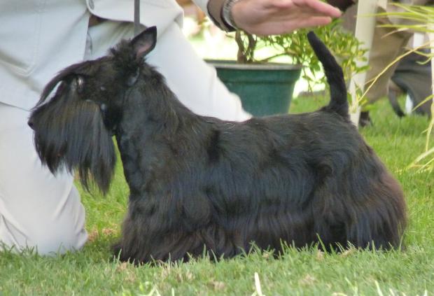 Scottish Terrier
