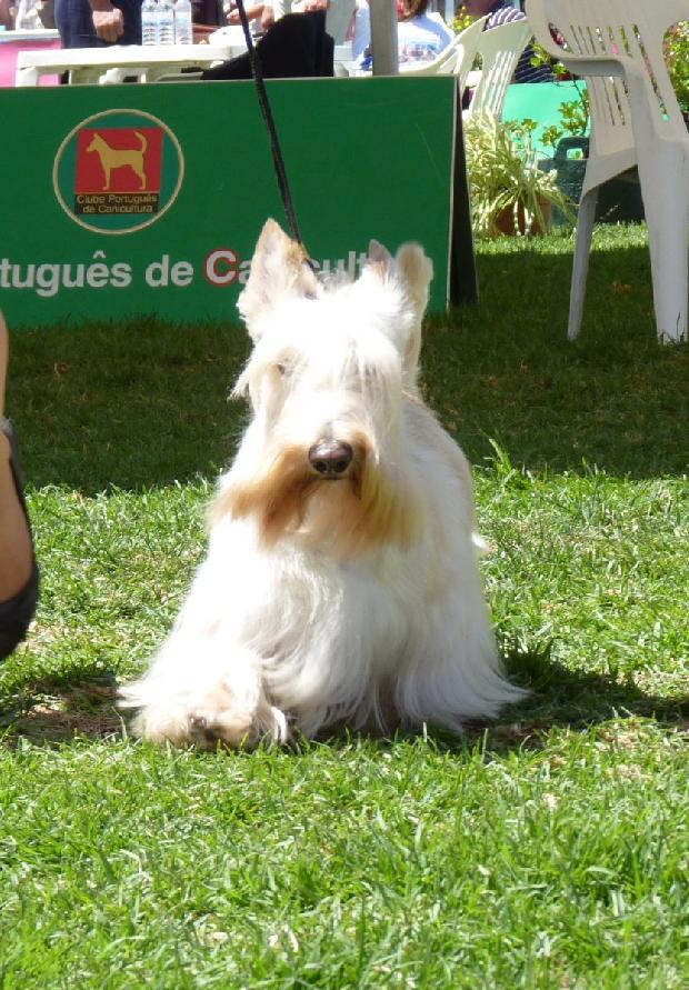 Scottish Terrier