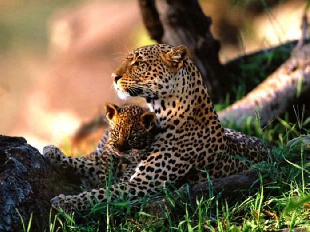 Leopardos