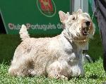 Cães