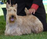 Cães