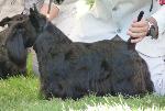 Cães
