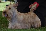 Cães