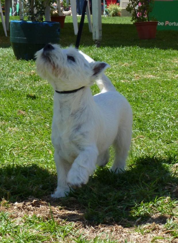 West Highland White Terrier
