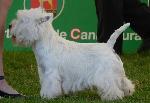 Cães