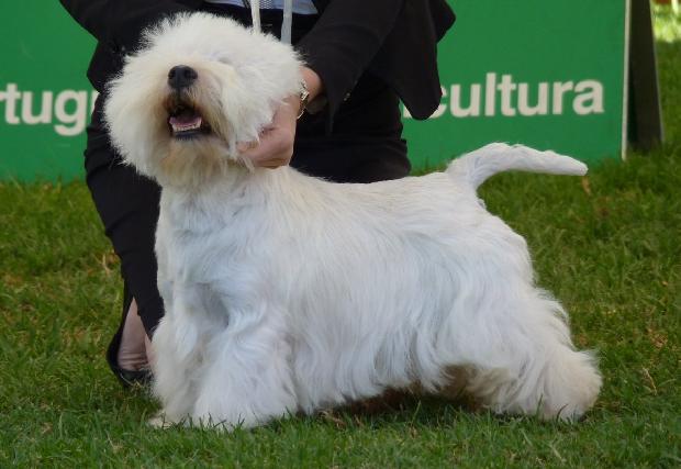 West Highland White Terrier