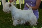 Cães