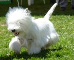 Cães