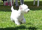 Cães