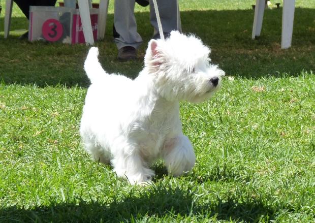 West Highland White Terrier