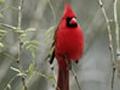 Cardinal