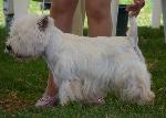 Cães
