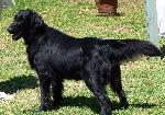 Cães