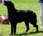 Cães