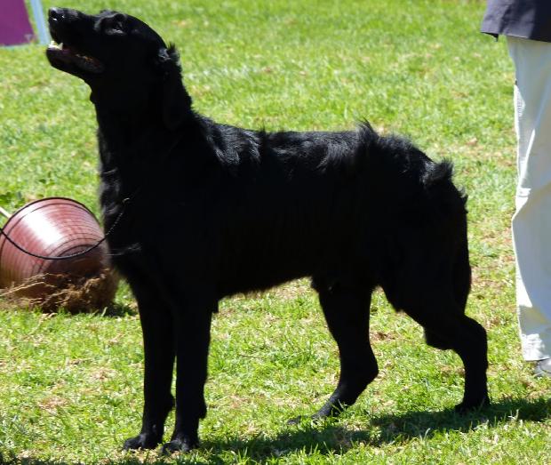Flat-Coated Retriever