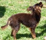 Cães