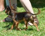 Cães
