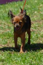 Cães