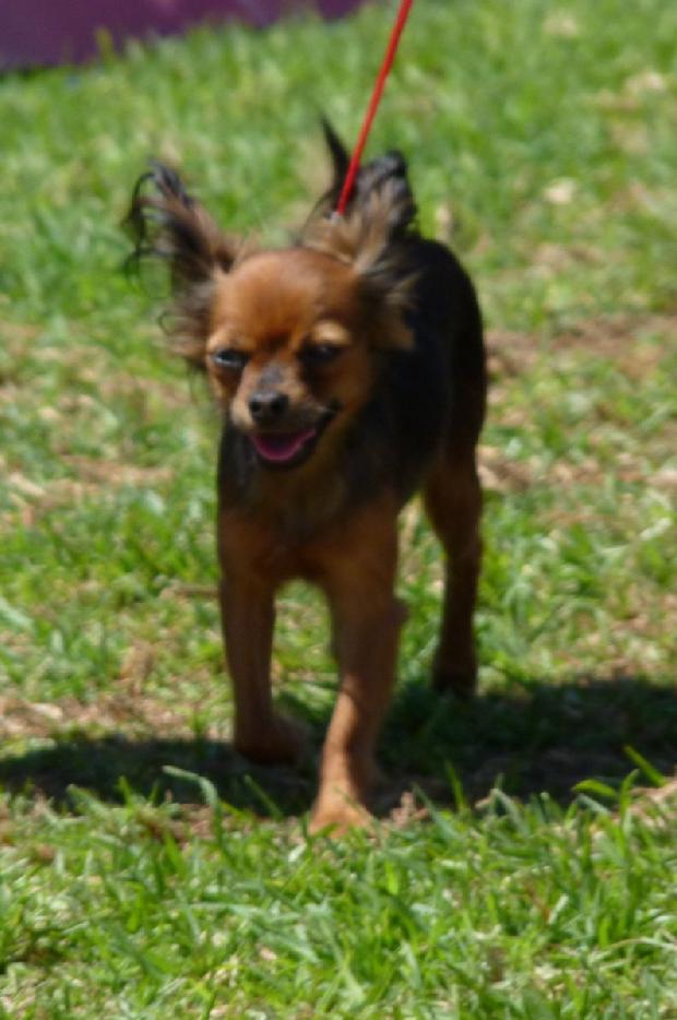 Pequeno Cão Russo