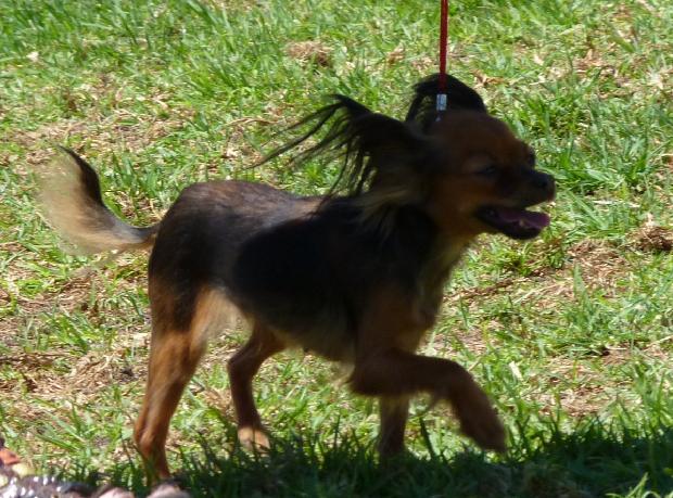 Pequeno Cão Russo