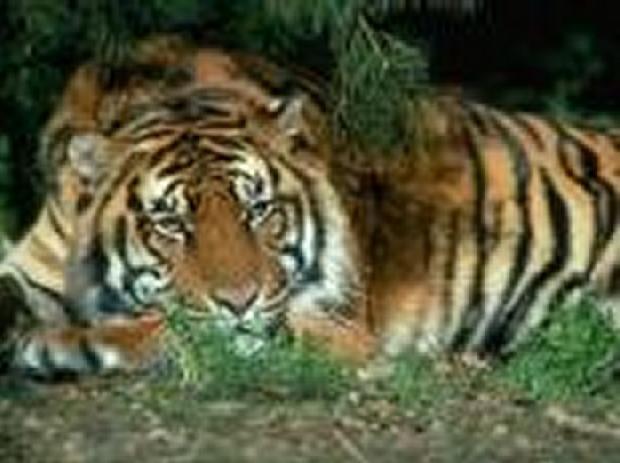 Tigre