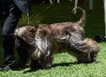 Cães
