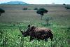 Rinoceronte-branco <i>(Ceratotherium simum)</i>