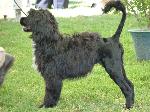 Cães