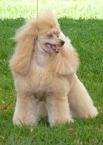 Cães
