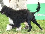 Cães