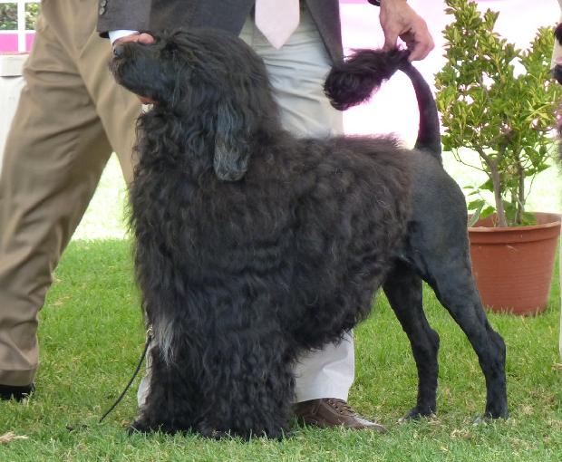 Cão de Água Português