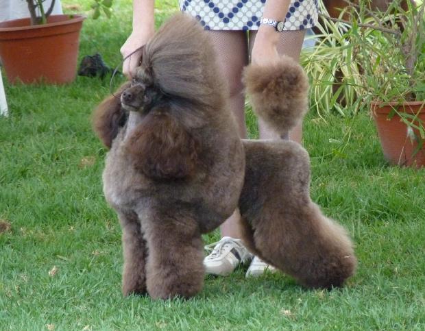 Caniche