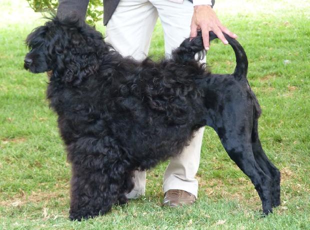 Cão de Água Português