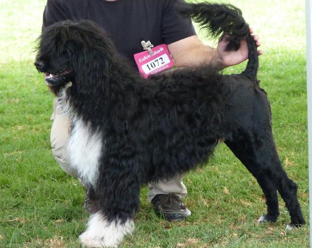 Cão de Água Português