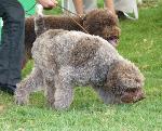 Cães