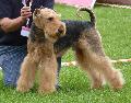 Airedale Terrier