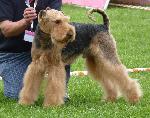 Cães
