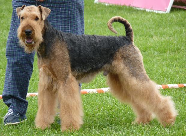 Airedale Terrier