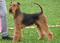 Airedale Terrier