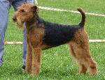 Cães
