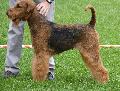 Airedale Terrier