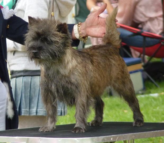 Cairn Terrier